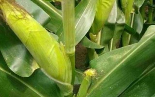 華碩809玉米品種的特性，應(yīng)選擇肥力較好的地塊種植