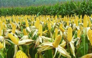 鴻基718玉米種子特征特性，中等肥力以上地塊種植