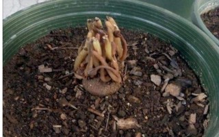 仙客來(lái)花落后如何處理，要對(duì)其進(jìn)行修剪
