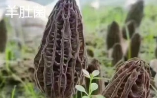 竹蓀和羊肚菌的區(qū)別，科屬、外觀和生長環(huán)境均不同