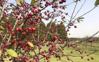 海棠果栽培技術(shù)，栽植前用波爾多液浸根消毒