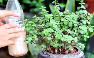 純牛奶兌水能澆花嗎，純牛奶兌水可以澆花