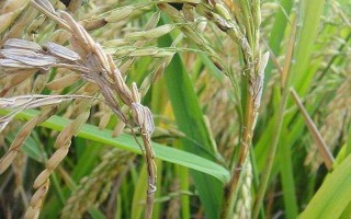 荃兩優(yōu)旺苗水稻品種的特性，一般4月下旬—5月上旬播種