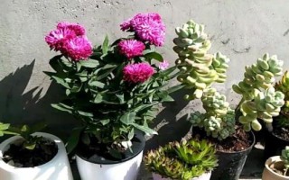 冬季室外養(yǎng)花暖棚的注意事項(xiàng)，防止直接用自來水澆花