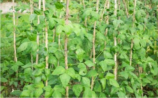 何時(shí)種植長豆角，以4-5月份為宜