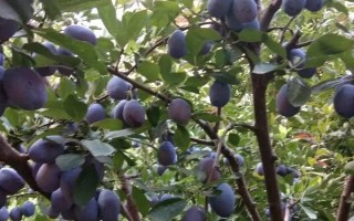 西梅的產(chǎn)地，原產(chǎn)于法國(guó)西南部