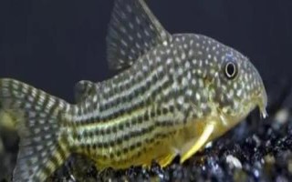 金珍珠鼠魚好不好養(yǎng)，飼養(yǎng)難度不大