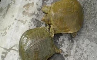 甲魚吃什么東西，喜食小蝦、螺類、水生昆蟲等動(dòng)物性餌料