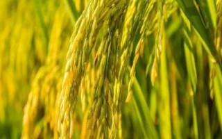 華盛優(yōu)廣絲苗水稻品種簡(jiǎn)介，全生育期116.0天