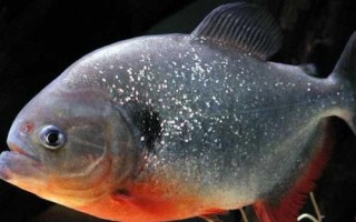 食人魚是什么魚，是一種兇猛的肉食性魚類