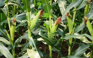 九圣禾235玉米種子介紹，每畝適宜種植密度5000株