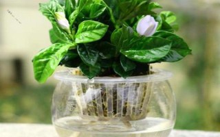 梔子花的水養(yǎng)方法，春秋季節(jié)每個(gè)星期換一次水