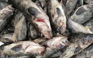 黑頭魚(yú)是不是海魚(yú)，分布于太平洋的西部海域