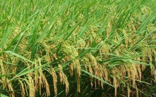 粘兩優(yōu)2363水稻品種的特性，每畝有效穗數(shù)17.2萬穗
