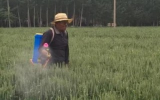 清明節(jié)期間小麥需要灌溉嗎，清明期間盡可能不要給小麥灌溉