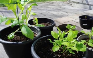 讓大麗花再度花繁葉茂的技巧，芽高3-4厘米時移到有散射光源照射到的地方