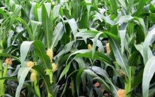 石白糯1號(hào)（試驗(yàn)名稱：石白糯1號(hào)）玉米品種的特性，中抗大斑病