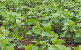 南豆23大豆品種簡介，花莢期注意防治豆莢螟及鼠害