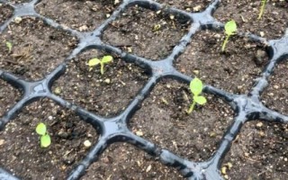 木瓜種植及管理方法，需選擇根部完整的幼苗進行定植