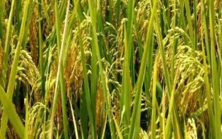 泉珍12號水稻種子特征特性，注意及時防治病蟲害