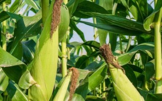 金慶708玉米種子特征特性，在適應區(qū)4月下旬播種