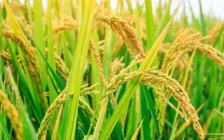 又香優(yōu)龍絲苗水稻種子介紹，特別注意防治白葉枯病