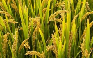 龍稻185水稻種子簡(jiǎn)介，播種期4月10日