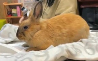 預防兔子感冒的方法，在兔舍中放置毛毯可供兔子御寒