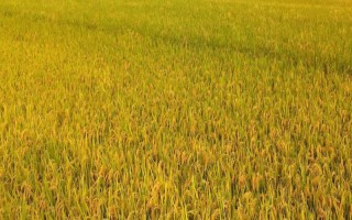 千鄉(xiāng)優(yōu)677水稻種子特點(diǎn)，注意防治稻瘟病