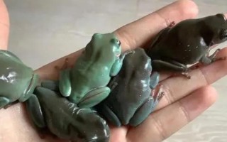 怎么養(yǎng)樹蛙，生活環(huán)境以高濕為宜
