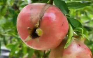 哪些農(nóng)作物在秋季成熟，包括花生、玉米、西紅柿等品種