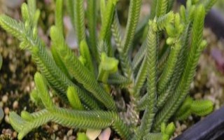 如何區(qū)分若綠與青鎖龍，可以從外形、鱗片和排列來區(qū)分
