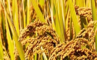新粳糯1號水稻品種簡介，南疆直播栽培4月下旬播種