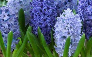 風(fēng)信子的花語是什么，寓意懷念、勝利等