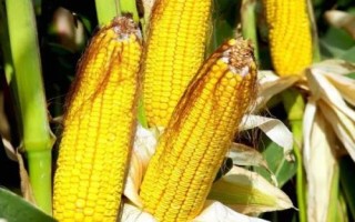 仲甜16號(hào)玉米種子介紹，4月中旬播種