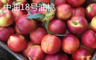 中油16號(hào)油桃的價(jià)格，具體售價(jià)因地而異