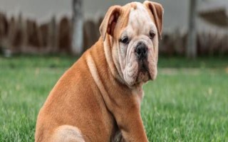 斗牛犬好不好養(yǎng)，是主人的忠實(shí)伙伴很好飼養(yǎng)