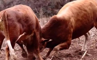 牛的四個(gè)胃分別是什么，分別為瘤胃、網(wǎng)胃、重瓣胃和皺胃