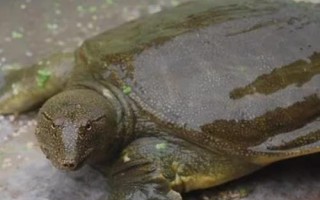甲魚吃什么東西，喜食小蝦、螺類、水生昆蟲等動(dòng)物性餌料