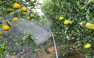 臍橙的種植條件，土壤厚度不可低于0.8m