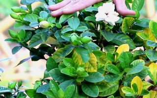 梔子花春天的養(yǎng)殖方法，春天要讓其有充足的水肥