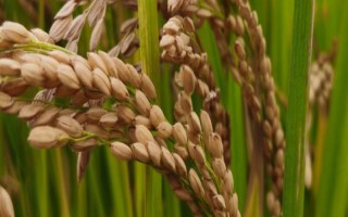 美鋒稻65水稻種子特點，4月10日播種
