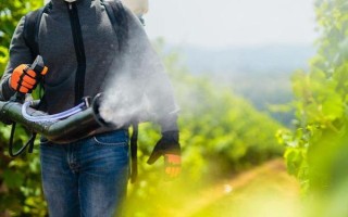 葡萄毛氈病的發(fā)生特點，葉片上會出現(xiàn)蒼白色病斑