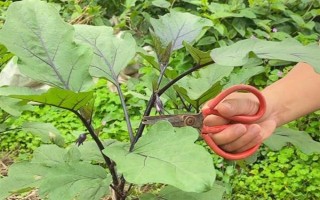 種植茄子的株行距，一般是40-45厘米×60-65厘米