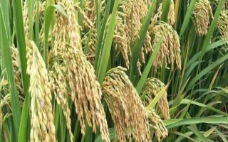 雙多5號(hào)水稻種子特征特性，全生育期159天