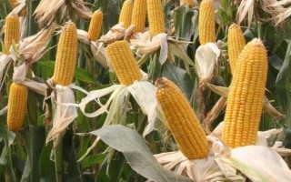 L588玉米種子特征特性，中抗絲黑穗病