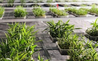 無土栽培蔬菜有哪些，常見的有番茄、苦瓜等