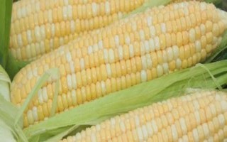 金園36玉米種簡介，注意防治易感病害