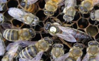 蜜蜂爬蜂病的種類和治療方法，包括蜜蜂螺原體病、蜜蜂孢子蟲病等類型