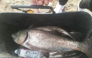 30斤以上的大鰱鳙能釣到嗎，必須采取正確的方式才能釣到